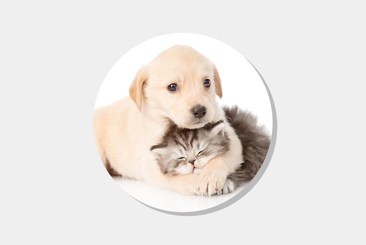 Дневник кота: лучшие паблики во «ВКонтакте» с милыми животными