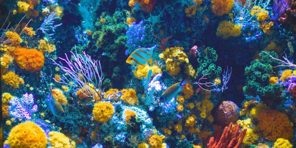 Ученые: кораллы могут почти полностью исчезнуть к 2050 году
