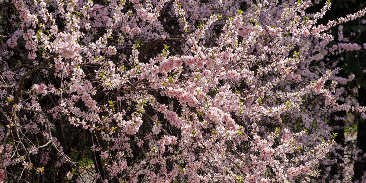 Сезон сакуры: где и когда в Москве смотреть на цветение вишни