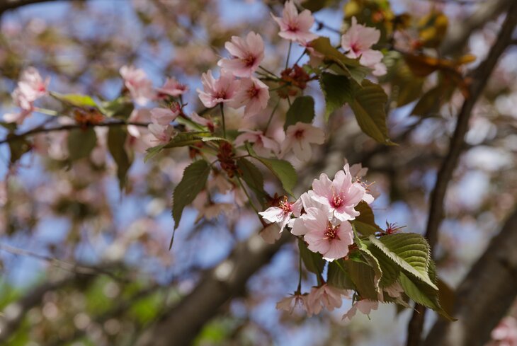 Сезон сакуры: где и когда в Москве смотреть на цветение вишни