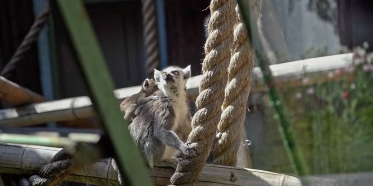 В Московском зоопарке родились два детеныша кошачьих лемуров