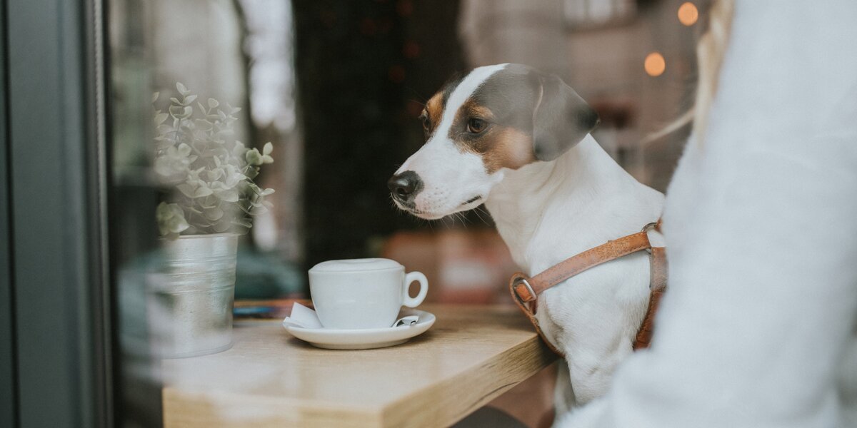 Где позавтракать с собакой в Москве: Cream Soda, «Культурный код», Table Cafe