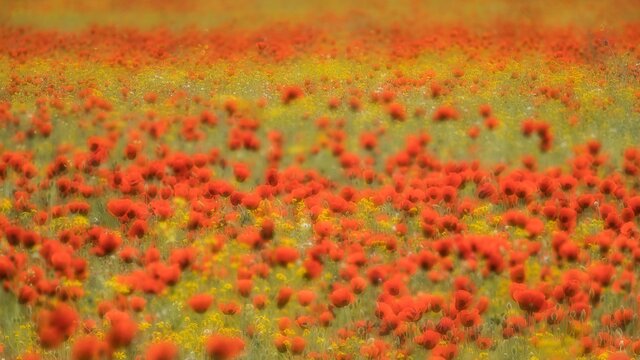 В Москве пройдет форум фотографии дикой природы Nature Photo Talks