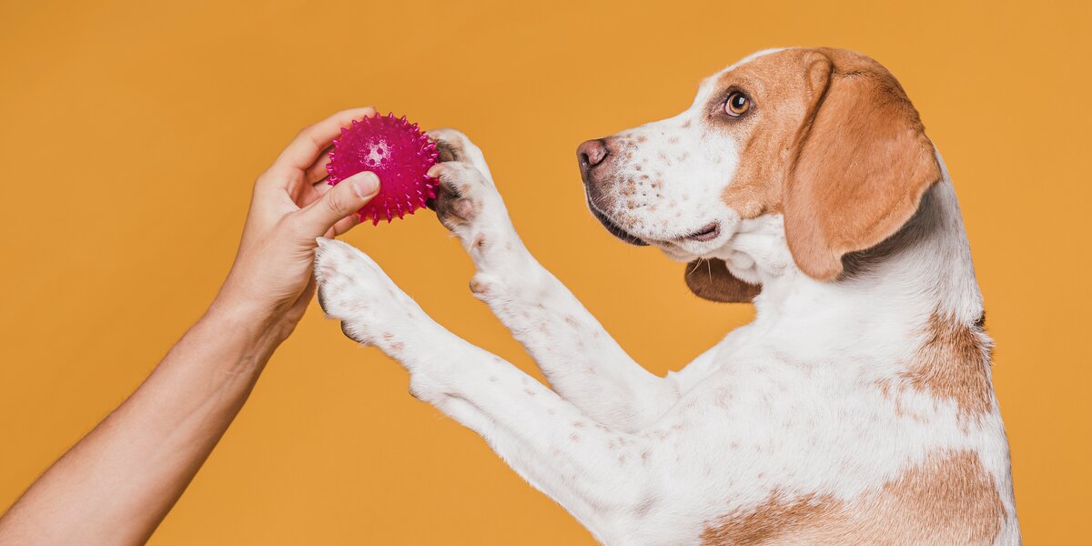 7 предметов для собак, которые упростят жизнь хозяину: от пет-трекера до гамака