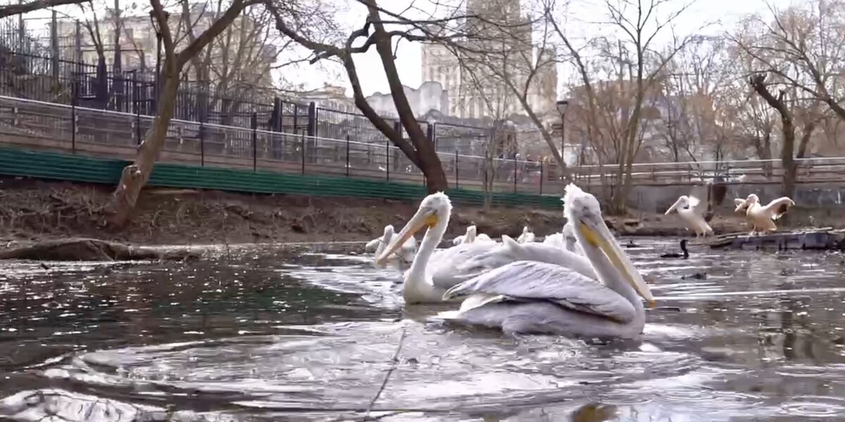 В Московском зоопарке пеликаны вышли на пруд