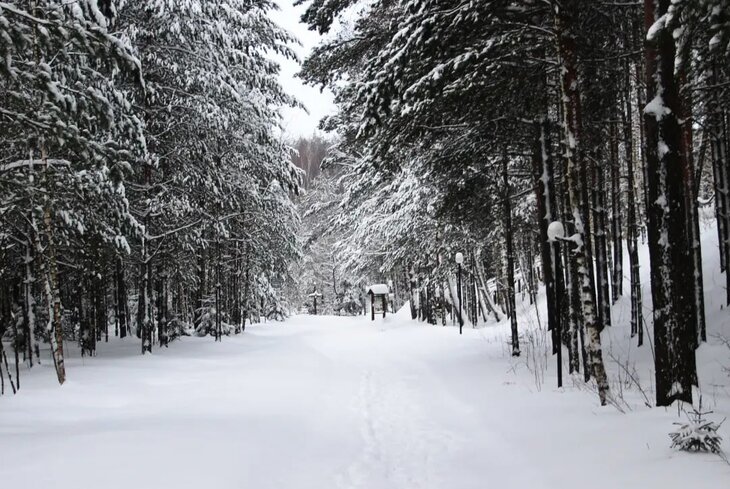 Где кататься на лыжах в Москве бесплатно: 8 отличных мест