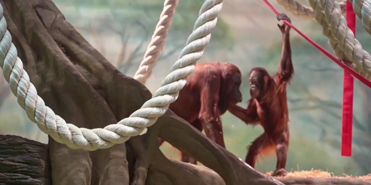 Орангутанг из Московского зоопарка выздоровел и вернулся в вольер