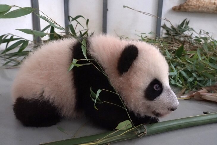 Лекции о пандах и экскурсии к рептилиям: главные события к юбилею Московского зоопарка