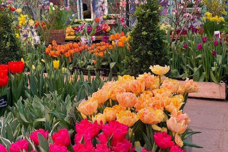 5 мест в Москве, где можно увидеть первые весенние цветы