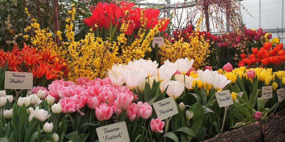 Тысячи тюльпанов расцветут с 2 по 17 марта в «Аптекарском огороде»