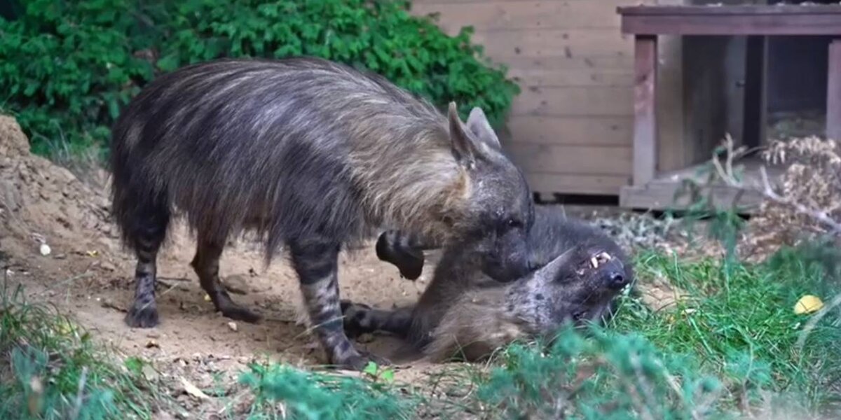 В Московском зоопарке появились первые за 159 лет бурые гиены