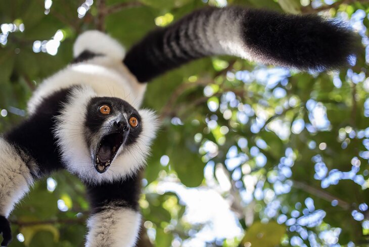 Ругающиеся совы и напуганный гепард: посмотрите снимки животных с премии Comedy Wildlife Photography