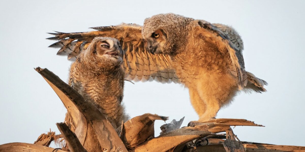 Ругающиеся совы и напуганный гепард: посмотрите снимки животных с премии Comedy Wildlife Photography