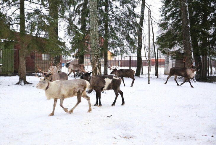 5 ферм в Москве и области, где можно увидеть северных оленей