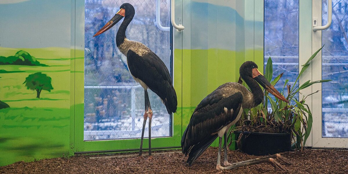 В Московском зоопарке поселились самые большие аисты в мире
