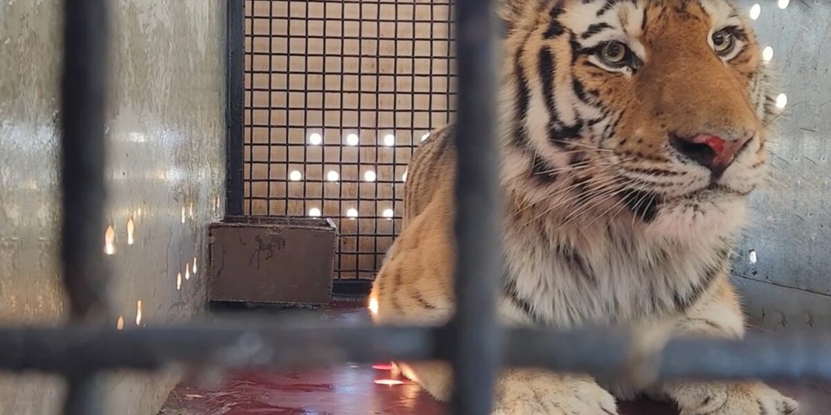 В Московский зоопарк привезли амурского тигра