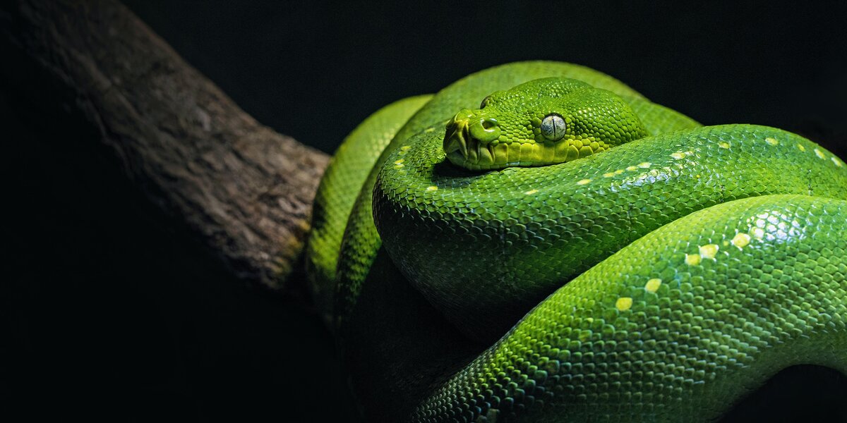«Змеиное сафари»: в Московском зоопарке открылся павильон с рептилиями
