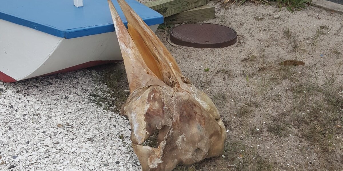 В США на берегу нашли гигантский череп