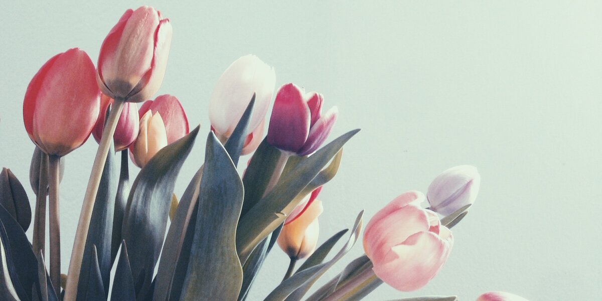 В «Сокольниках» пройдет акция «Вторая жизнь тюльпана»