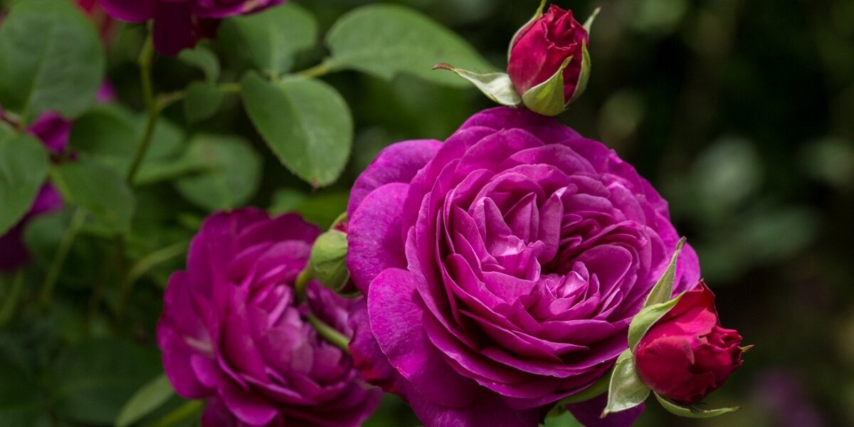 В «Аптекарском огороде» открывается выставка роз