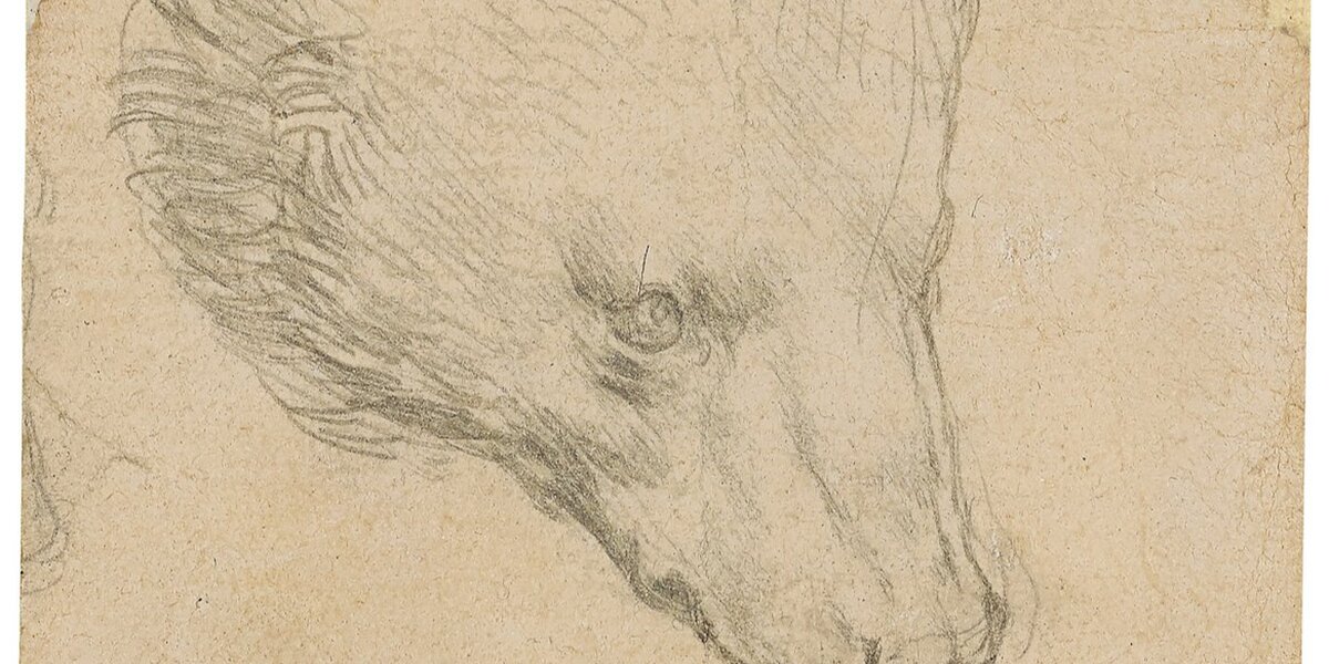 Набросок головы медведя Леонардо да Винчи продали на аукционе за 12,2 миллиона долларов