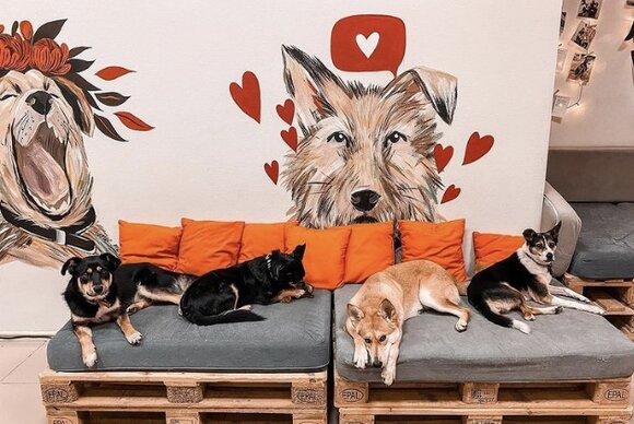 Этой весной в Москве откроется первое песокафе для бездомных животных и собак из приюта