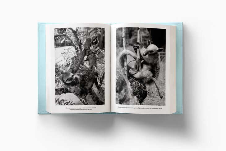 «Единоборство с питоном». Отрывок из книги легендарного натуралиста Дэвида Аттенборо