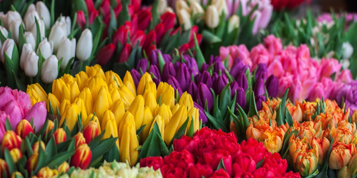 В «Аптекарском огороде» начался весенний фестиваль цветов