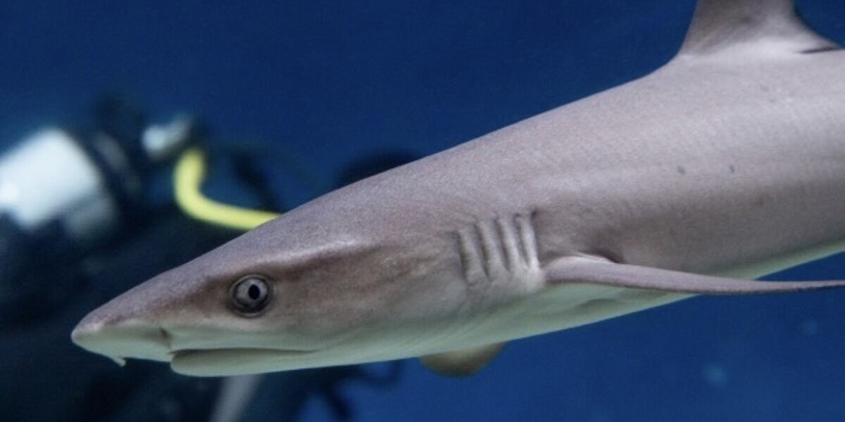 В «Москвариуме» родился детеныш белоперой рифовой акулы