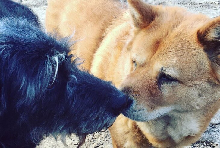 Человек собаке друг: москвичи о том, как взять питомца из приюта