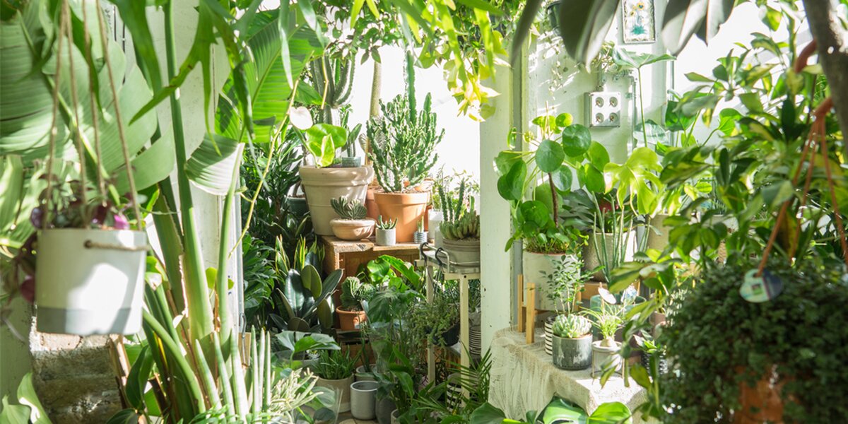Квартира-сад: как вырастить джунгли в домашних условиях