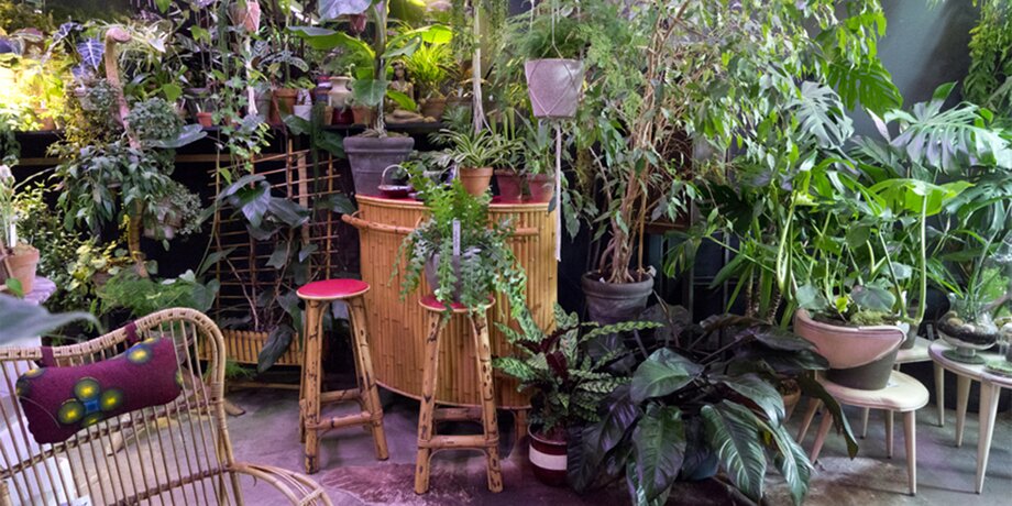 Квартира-сад: как вырастить джунгли в домашних условиях