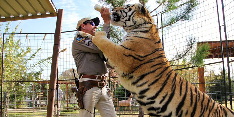 Зачем смотреть документальный сериал «Король тигров»