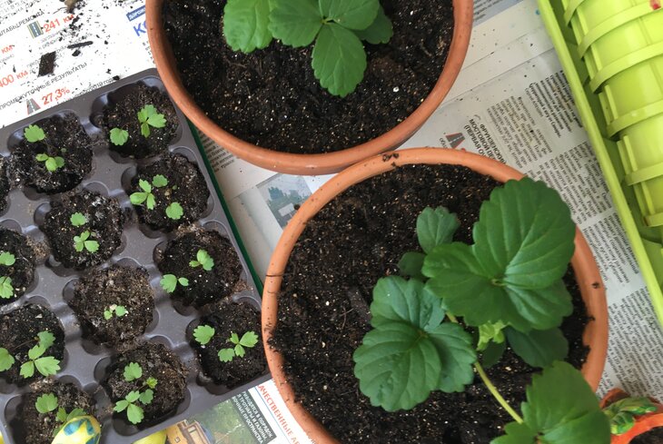 Огород на подоконнике: как вырастить урожай в своей квартире