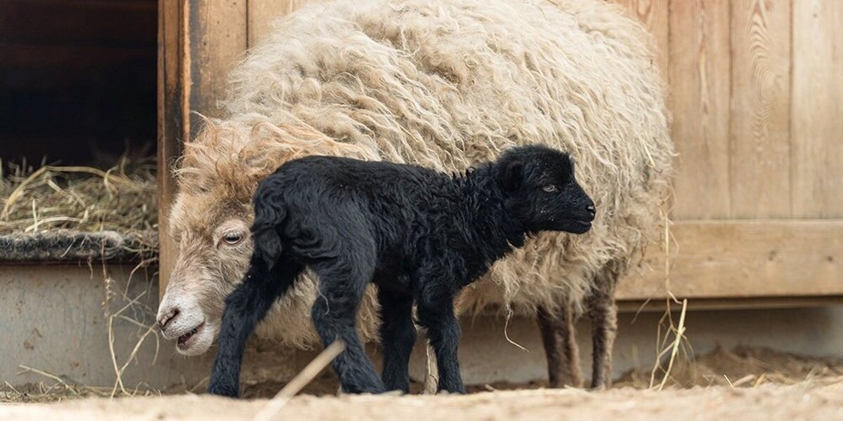 В Московском зоопарке у пары белых овечек родился черный ягненок