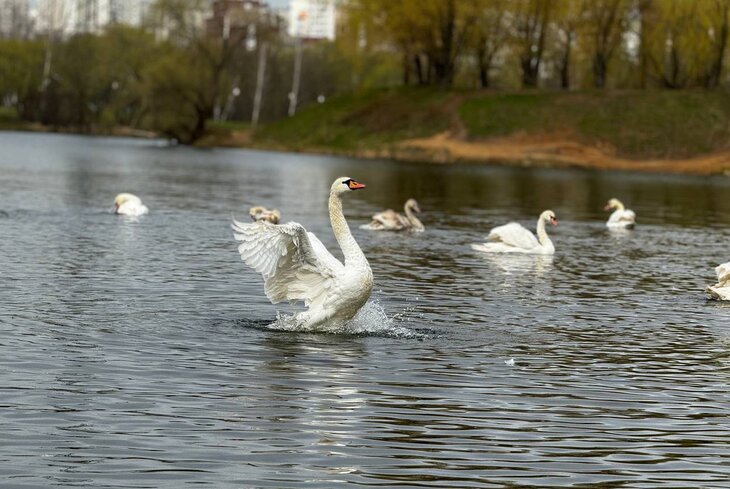 6 парков Москвы, где можно увидеть лебедей