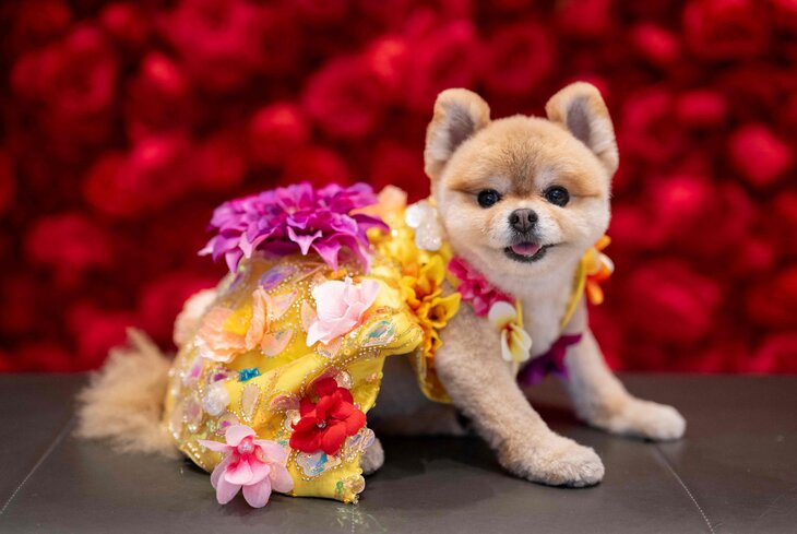В образе Зендеи и Шакиры: в Нью-Йорке прошел показ Pet Gala с собаками в звездных нарядах