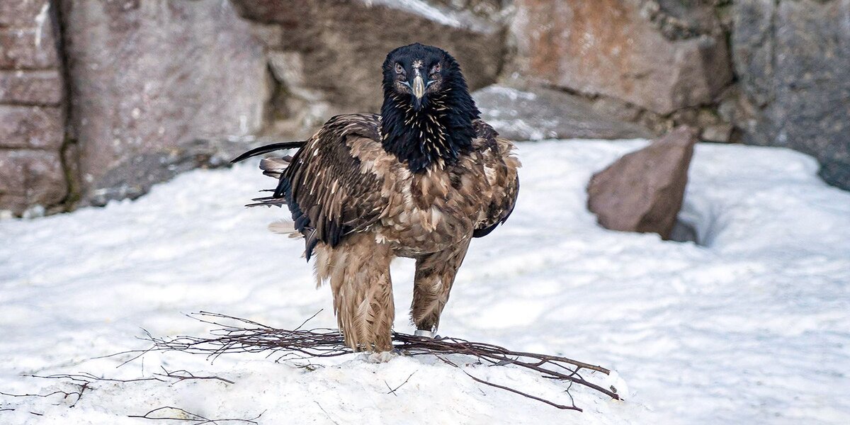 Птичка с бородой: в Московском зоопарке поселился новый пернатый хищник