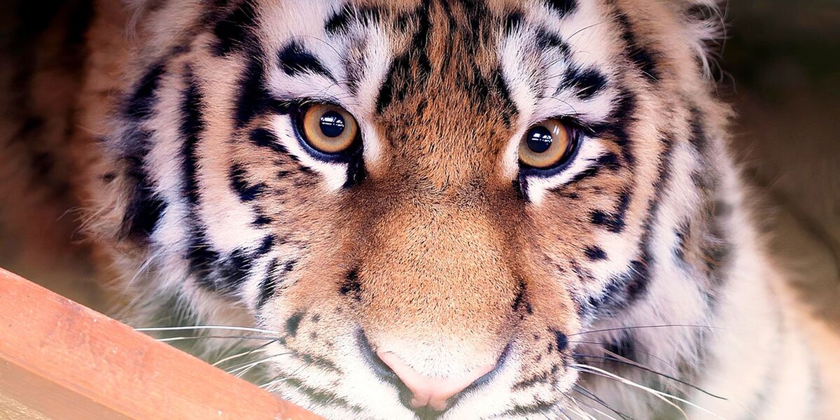 Амурскому тигру из Московского зоопарка дали имя