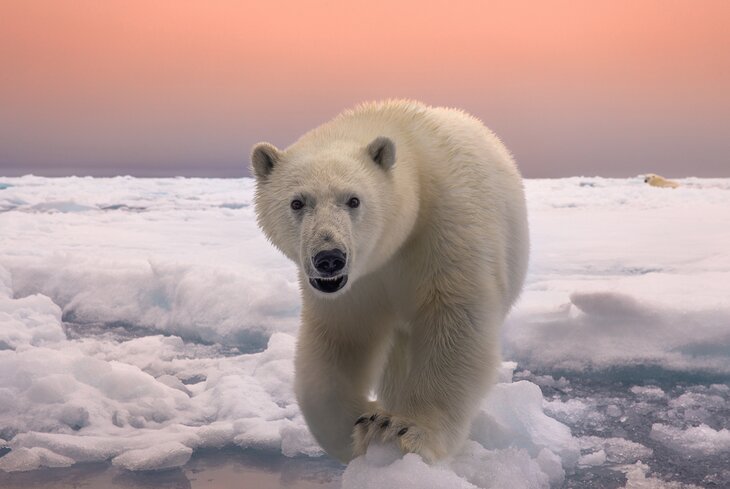 В Москве пройдет выставка фотографий дикой природы Nature Photo Team