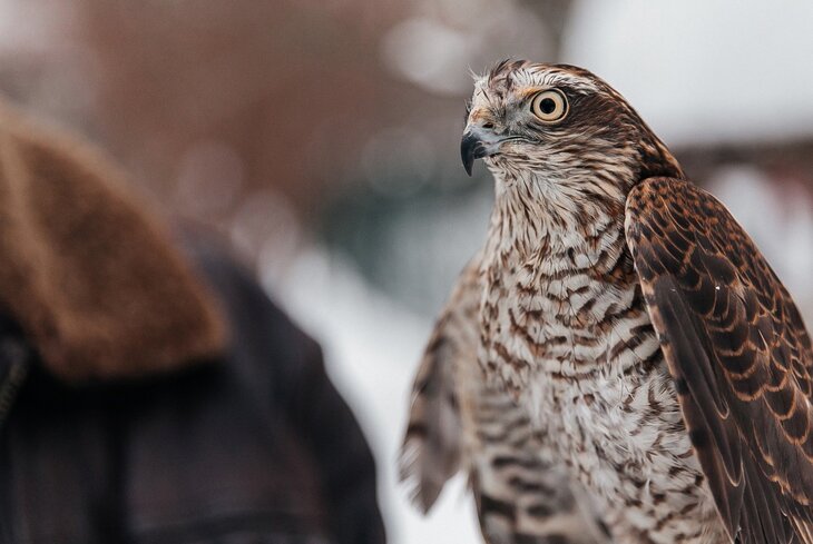 10 парков Москвы, где можно послушать пение птиц