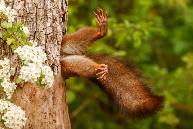 Поцелуй совят и застрявшая белка: самые забавные победители премии Comedy Wildlife Awards 2024