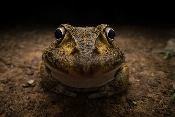 Поцелуй совят и застрявшая белка: самые забавные победители премии Comedy Wildlife Awards 2024