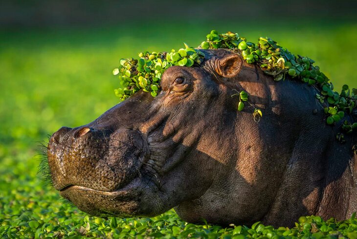 Поцелуй совят и застрявшая белка: самые забавные победители премии Comedy Wildlife Awards 2024