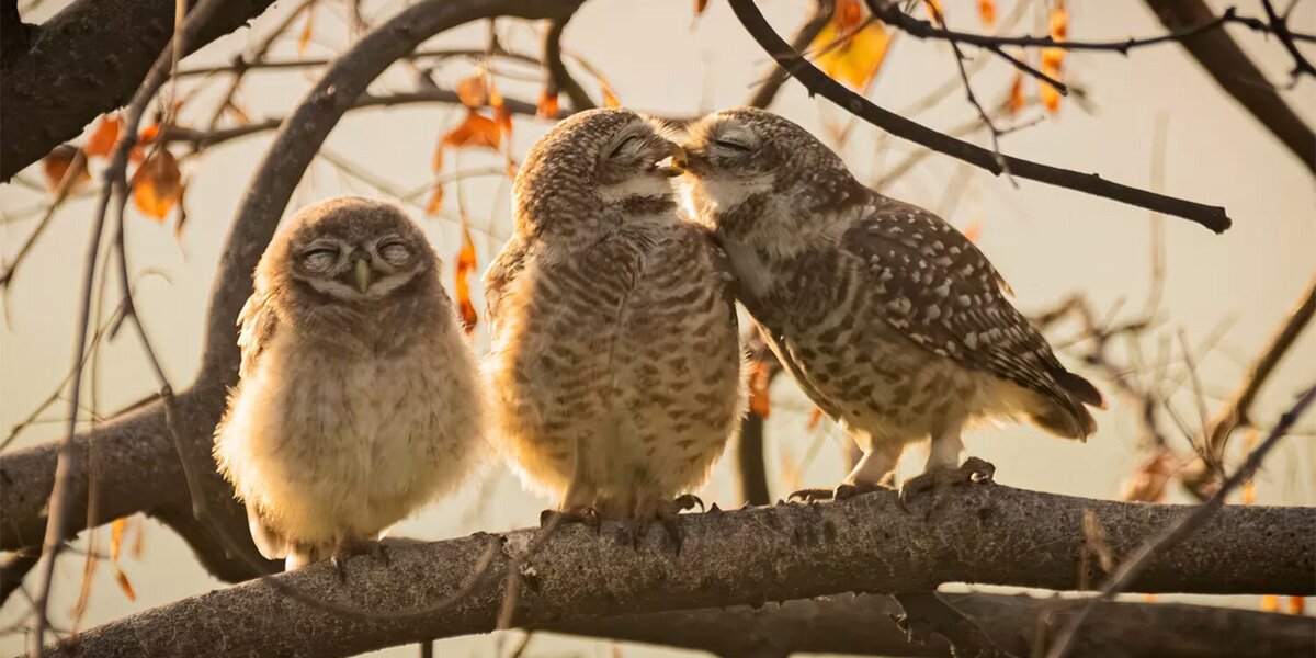 Поцелуй совят и застрявшая белка: самые забавные победители премии Comedy Wildlife Awards 2024