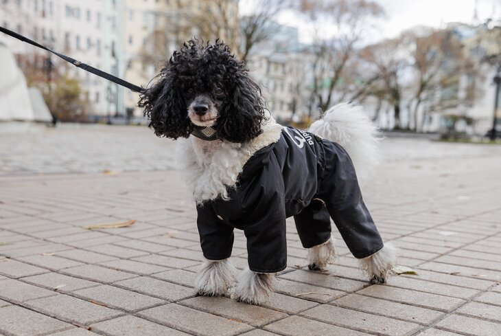 Московские питомцы гуляют по Москве