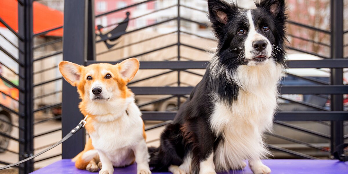 Фестиваль «Моспитомец» пройдет в летнем клубе «Москва» с 15 по 17 августа