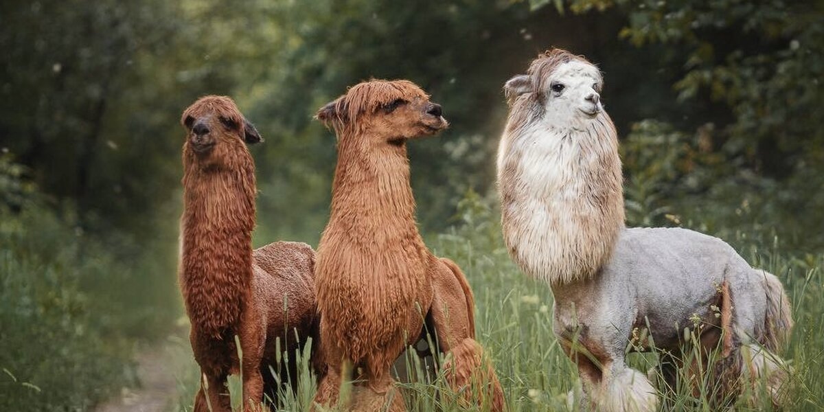 Альпака-парки: куда сходить с детьми в Москве