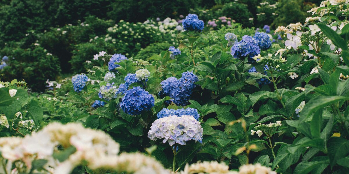 «Аптекарский огород» в Москве откроет выставку гортензий и других осенних цветов