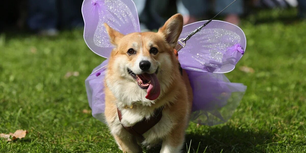 Парад корги в Москве: посмотрите, как прошло шествие питомцев